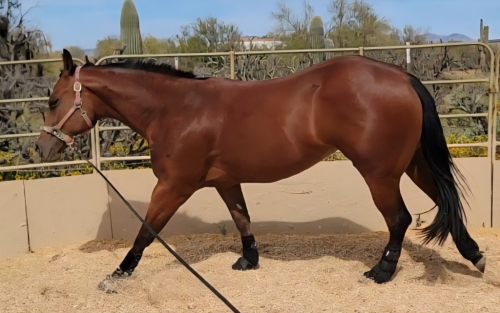 HorseID: 2308644 Glowing My Best - PhotoID: 1093404