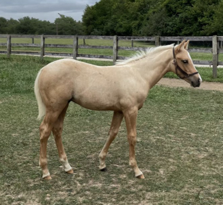 HorseID: 2308645 My Roman Empire - PhotoID: 1092886