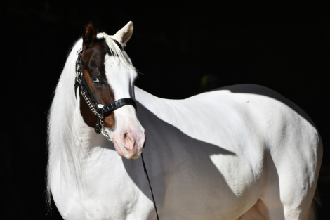 HorseID: 2308646 My Amigos Smoking Gun - PhotoID: 1092885