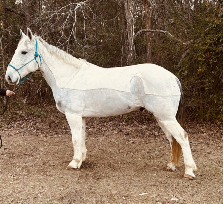 HorseID: 2308647 Cordova - PhotoID: 1092887