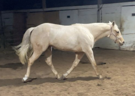 HorseID: 2308651 Iced Out Peach - PhotoID: 1092889