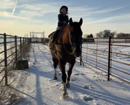 HorseID: 2308656 Spade - PhotoID: 1092900