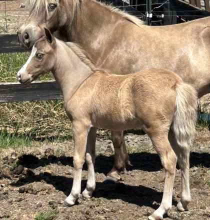 HorseID: 2308663 Take A Second Look - PhotoID: 1092902