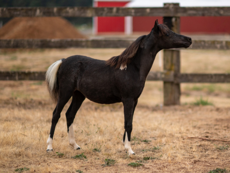HorseID: 2308664 PF Flash Of Colour - PhotoID: 1092903