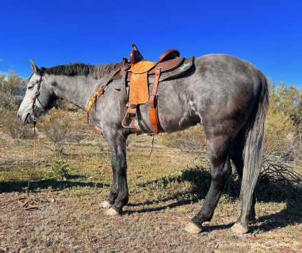 HorseID: 2308667 Light Up Drifter - PhotoID: 1092906