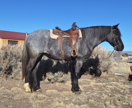 HorseID: 2308668 Mercedes - PhotoID: 1092907