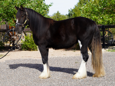 HorseID: 2308669 Calvarys Trooper - PhotoID: 1092908