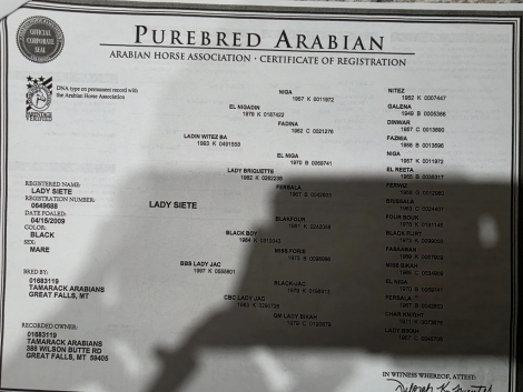 HorseID: 2308674 Lady Siete - PhotoID: 1092912