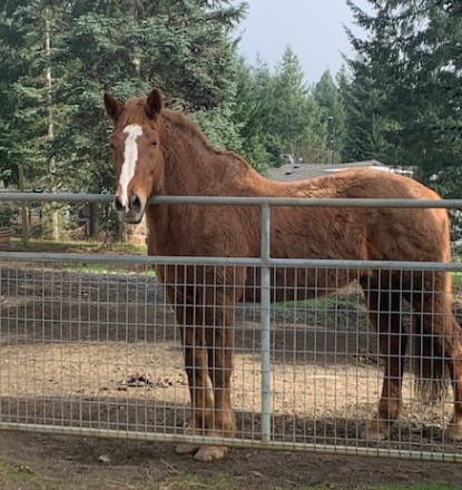 HorseID: 2308675 Kuri Spice - PhotoID: 1092957