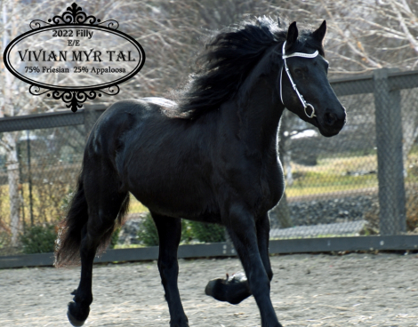 HorseID: 2308676 Vivian Myr Tal - PhotoID: 1092913