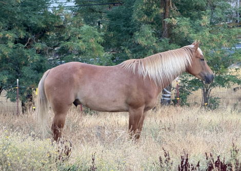 HorseID: 2308679 Finnegan - PhotoID: 1092914