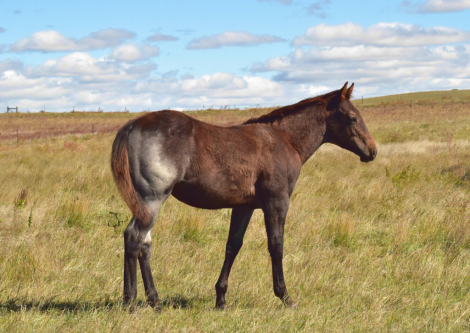 HorseID: 2308684 Kiehnes Metallic - PhotoID: 1092944