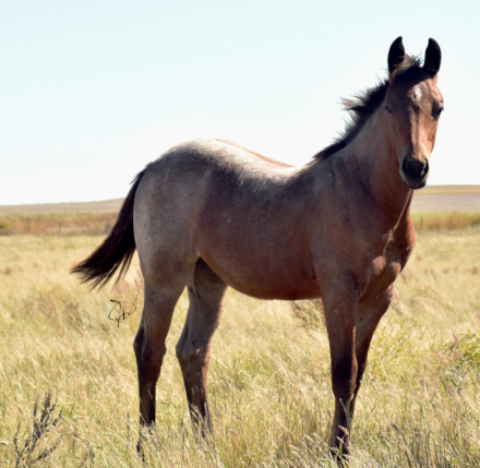 HorseID: 2308685 Everything Shiney - PhotoID: 1092943