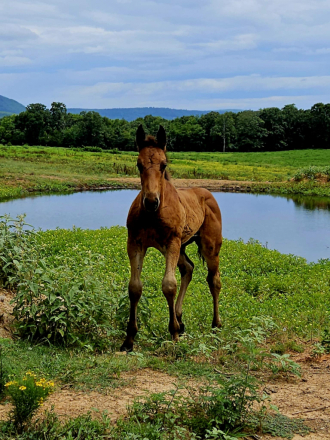 HorseID: 2308687 IDRILLBEBACK - PhotoID: 1092915