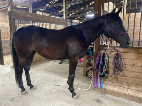 HorseID: 2308688 Elphie - PhotoID: 1093027