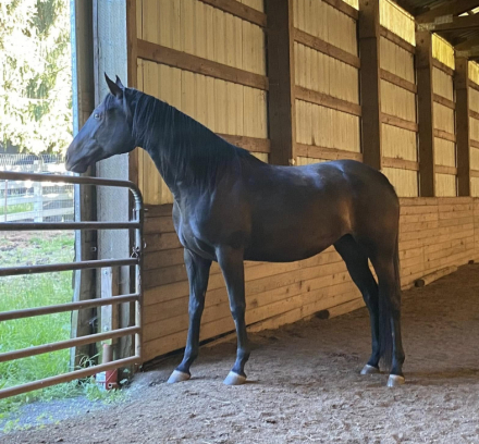 HorseID: 2308688 Elphie - PhotoID: 1093028