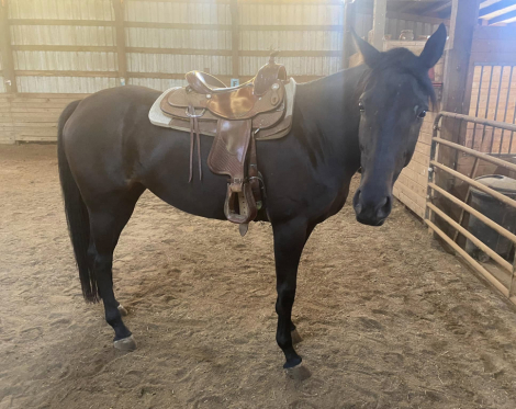 HorseID: 2308688 Elphie - PhotoID: 1093029