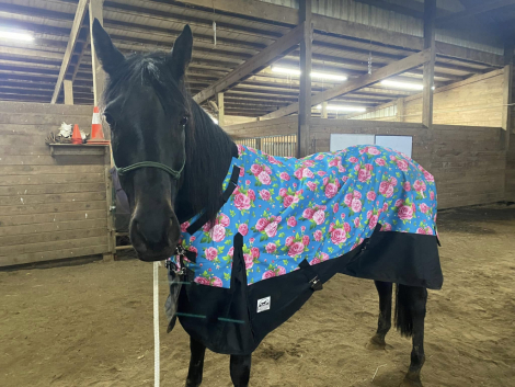 HorseID: 2308688 Elphie - PhotoID: 1093030