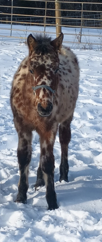 HorseID: 2308689 PMH Technikolor Hugh - PhotoID: 1092916