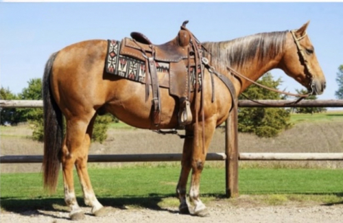 HorseID: 2308690 Vegas - PhotoID: 1092917