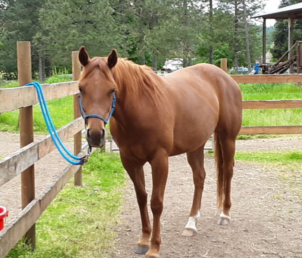 HorseID: 2308696 Sparklin Buffalo Gal - PhotoID: 1092922