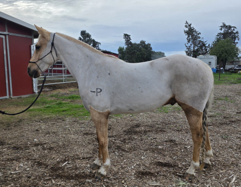 HorseID: 2308697 CP Shiny Bullet - PhotoID: 1092924