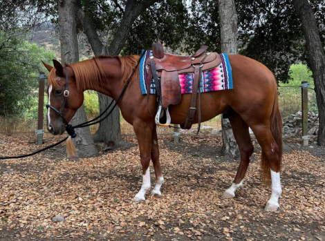 HorseID: 2308707 Remi - PhotoID: 1092927