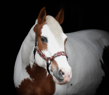 HorseID: 2308708 Joey - PhotoID: 1092928