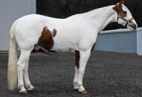 HorseID: 2308708 Joey - PhotoID: 1092930