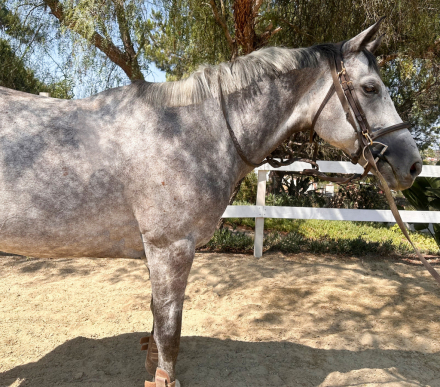 HorseID: 2308710 Dovey - PhotoID: 1092932