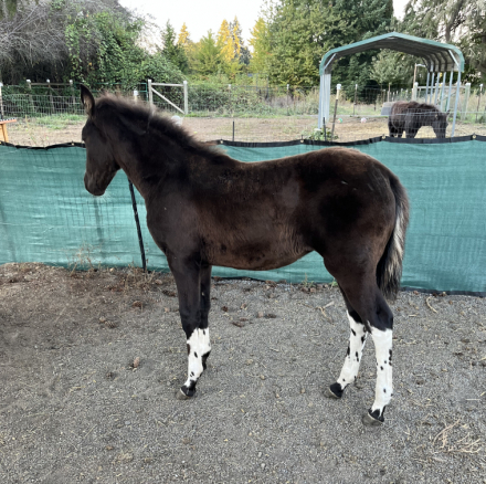 HorseID: 2308711 Banner's Whimsy Star - PhotoID: 1092937