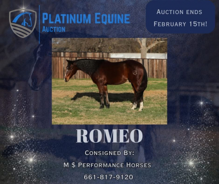 HorseID: 2308712 Romeo - PhotoID: 1092933