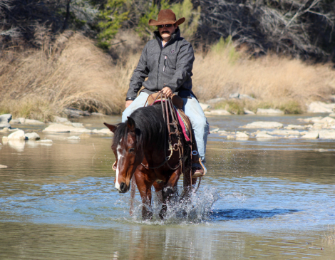 HorseID: 2308712 Romeo - PhotoID: 1092934