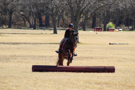 HorseID: 2308712 Romeo - PhotoID: 1092935