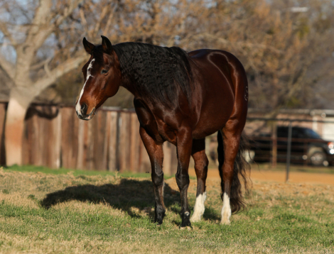 HorseID: 2308712 Romeo - PhotoID: 1092936