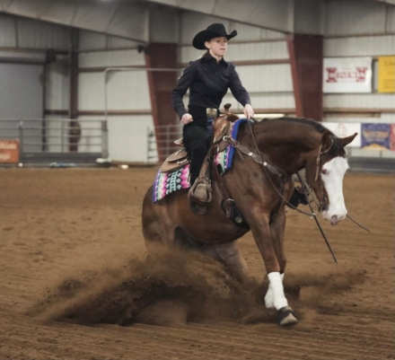 HorseID: 2308717 Dreamin Pale Face - PhotoID: 1092938