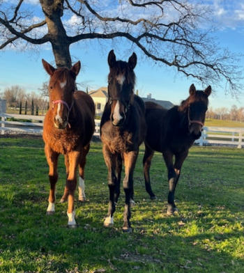 HorseID: 2308718 2025TB Yearlings - PhotoID: 1093086