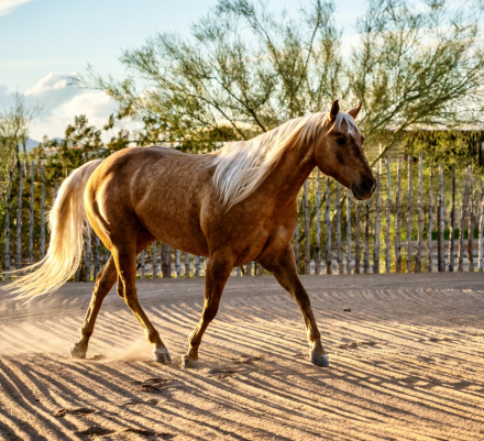 HorseID: 2308722 SG My Einstein’s Girl - PhotoID: 1092954