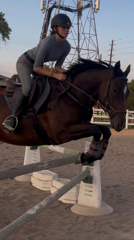 HorseID: 2308724 Dear Old Dad - PhotoID: 1092948