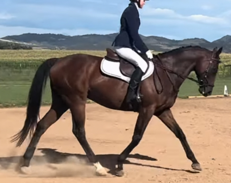 HorseID: 2308724 Dear Old Dad - PhotoID: 1092950