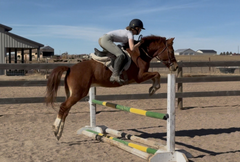 HorseID: 2308730 TOTH Ollivander Dux - PhotoID: 1092956