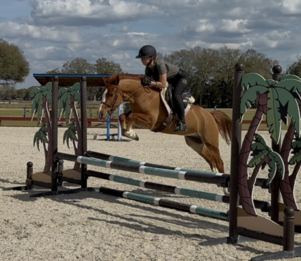 HorseID: 2308730 TOTH Ollivander Dux - PhotoID: 1092956