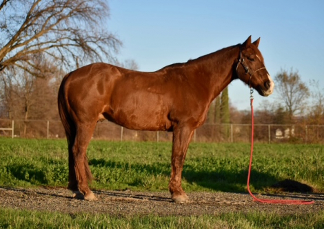 HorseID: 2308734 Doc's Red Solo Cup - PhotoID: 1092964