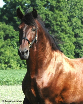 HorseID: 2308735 Romerito II - PhotoID: 1092965