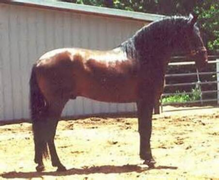 HorseID: 2308735 Romerito II - PhotoID: 1092968