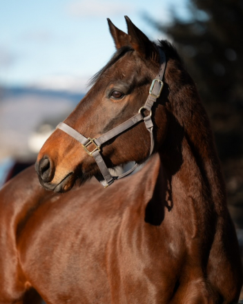 HorseID: 2308737 Victory Stripe - PhotoID: 1093150