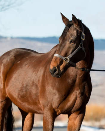 HorseID: 2308737 Victory Stripe - PhotoID: 1093151