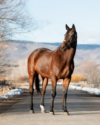 HorseID: 2308737 Victory Stripe - PhotoID: 1093152