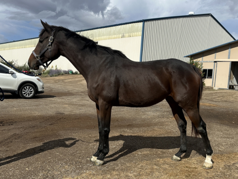 HorseID: 2308737 Victory Stripe - PhotoID: 1093153