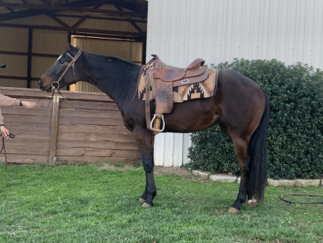 HorseID: 2308738 Moonshine Addiction - PhotoID: 1092970